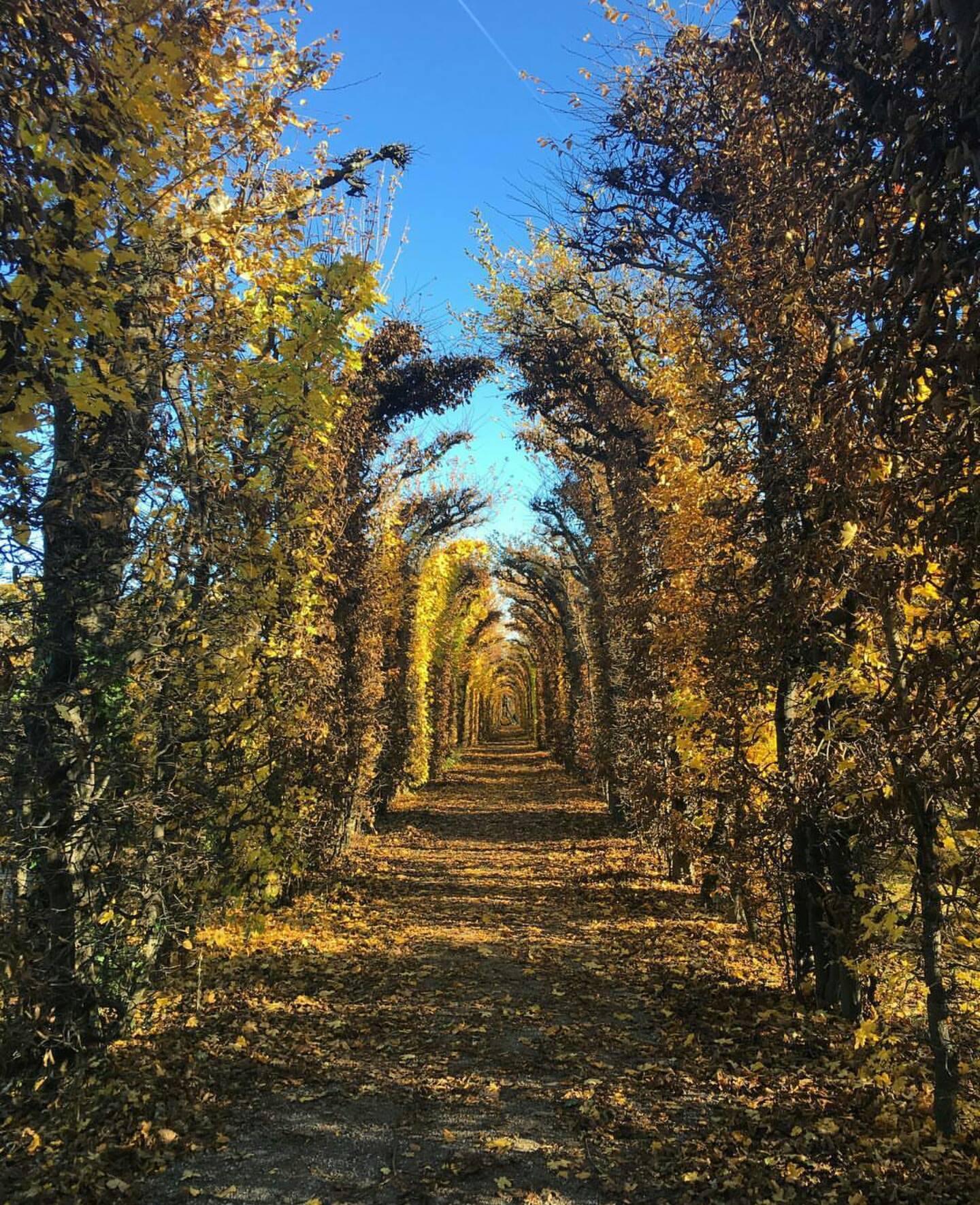 Schönbrunn Bahçesi